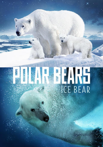 Polar Bears - Ice Bear